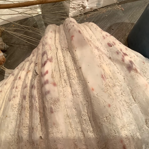 Antique Clam Shell Tridacna Gigas huge collectible unique - Picture 7 of 17